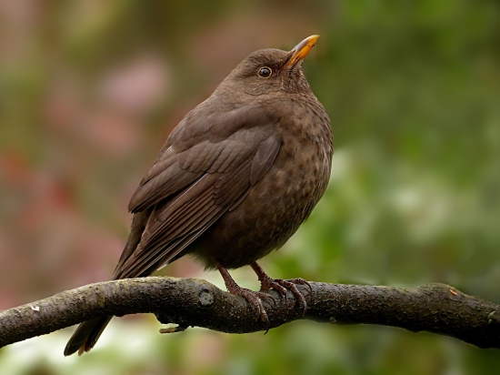 EU Francii zakázala lov zpěvných ptáků na lepivou návnadu (ČTK)
