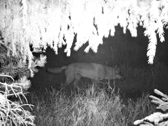 Vlk, zachycený fotopastí v Orlických horách na konci září 2020.