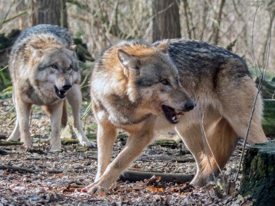 Na jihovýchodě Polska zaútočili vlci na dřevorubce