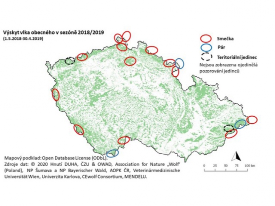 Do Česka zasahuje osmnáct vlčích teritorií, počet smeček se za rok zvýšil