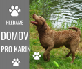 Hledáme domov pro 5ti letou fenu Chesapeake Bay Retrievera