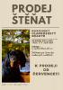 prodej štenat loveckého psa