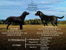 Štěňata Field Trial Labrador Retriever