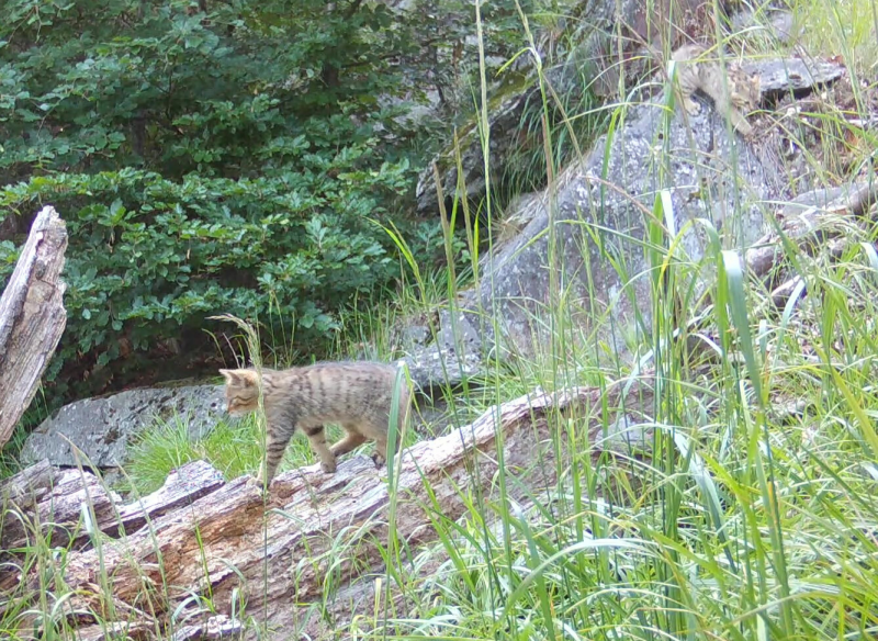 Dvě z koťat lužického páru. Foto Hnutí DUHA Šelmy