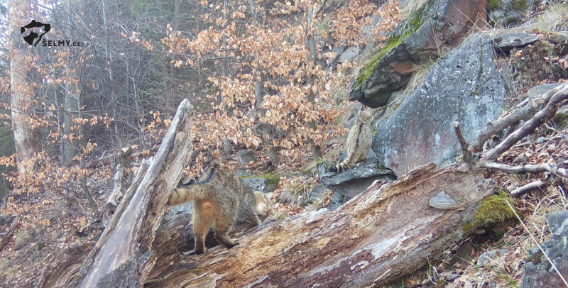 Oba jedinci kočky divoké v Lužických horách. Foto Hnutí DUHA Šelmy