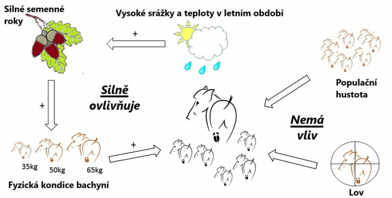 Obr.: Faktory ovlivňující počet metaných selat. Repro archiv autorů
