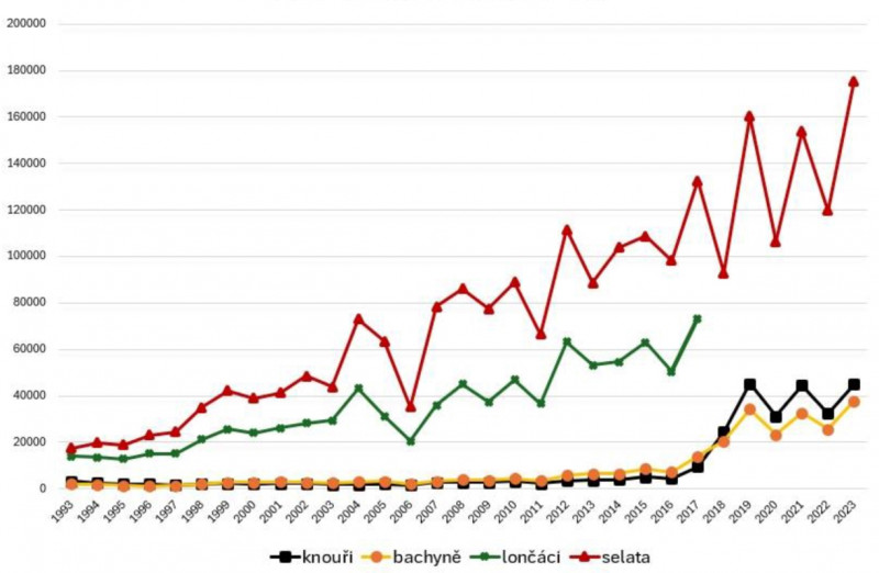 Graf 3: Vývoj úlovku černé zvěře v České republice v letech 1993–2023. Zdroj: MZe