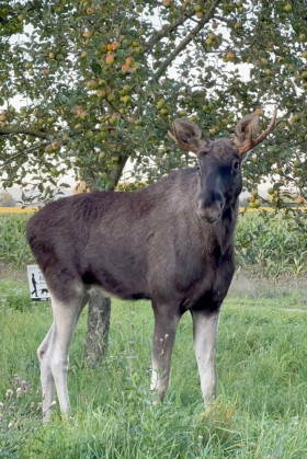 Emil na cestě Rakouskem. Foto Facebook Los Emil na cestě