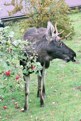Emil na zahradě v obci Rajské u Běšin, polovina října 2025. Foto Policie České republiky