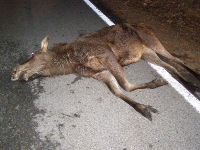 Los sražený autem v březnu 2017 mezi Přední Výtoní a Frýdavou na Českokrumlovsku. Foto Policie České republiky