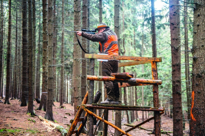 Skladba lovné zvěře v honitbách Lesů ČZU se během 90 let změnila, dnes dominuje spárkatá. Podnik pořádá každoročně okolo deseti společných lovů, které se vyznačují vysokou organizovaností, dodržováním mysliveckých tradic a společenskou úrovní. Foto Jaroslav Vogeltanz