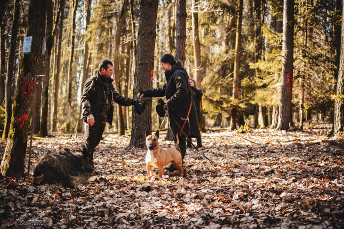 V roce 2025 zorganizovaly Lesy ČZU první ročník výcvikového víkendu pro vůdce honičů Kurz Diviačiara, který sklidil velký ohlas. Lovecká kynologie je další činností, které podnik věnuje všestrannou pozornost. Foto Anna Cibulková (Židová)