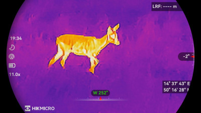 Termovizní režim v barvě Fúze – srna na asi 40 m při jedenáctinásobném přiblížení.