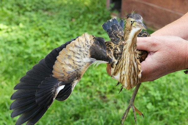 Bukáček malý je v roce 2025 jedním z nejvzácnějších zvířat sražených na silnici. Foto ZS AVES