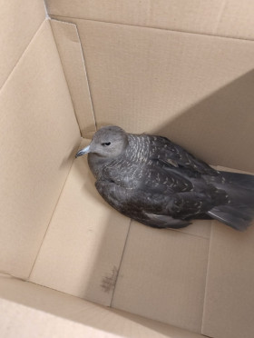 Chaluha malá. Foto ZS Chomutov