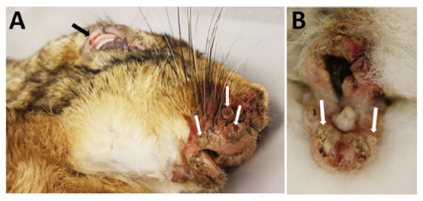 Virus myxomatózy se u zajíců projevuje silnými záněty v oblasti světel, slechů a huby. Kůže je zduřelá a zanícená i na pohlavních orgánech a končetinách. Na sliznicích se tvoří krusta, puchýřky a strupy. Převzato z publikace Fischer a kol. 2024 (https://wwwnc.cdc.gov/eid/article/31/8/24-1969_article).