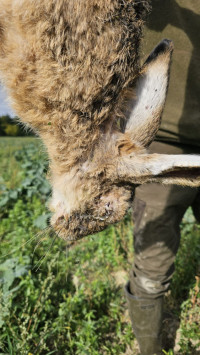 Foto Slovenská poľovnická komora