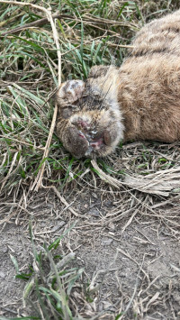 Foto Slovenská poľovnická komora Foto Slovenská poľovnická komora