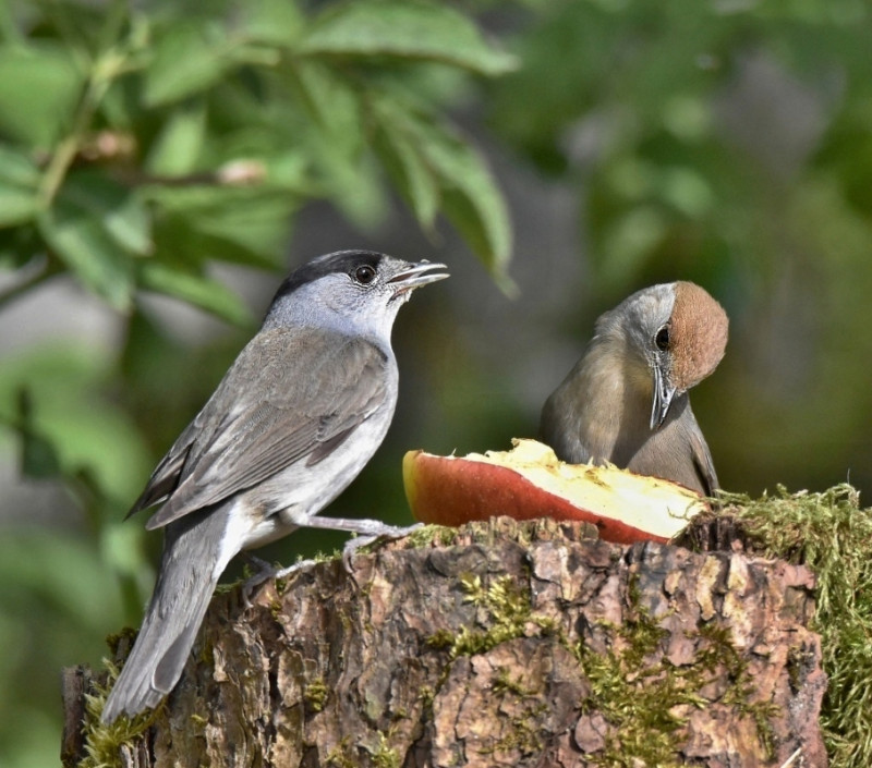 Pár pěnic černohlavých. Foto Dagmar Běhounková