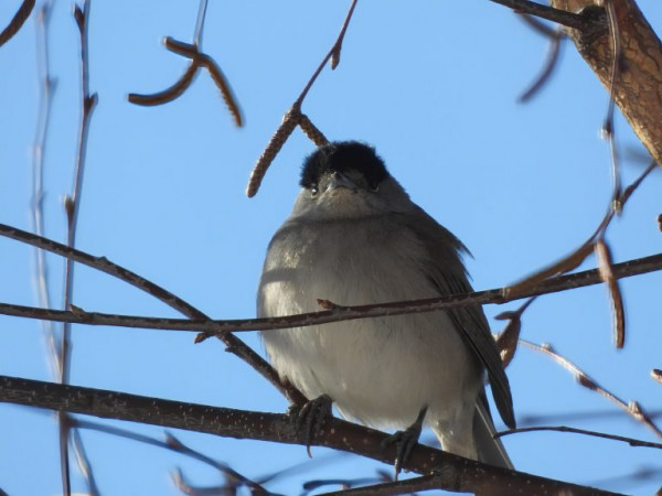 Ojediněle se lze s pěnicemi černohlavými setkat v Česku i v zimě. Tento samec zimuje v Českých Budějovicích, foto z 11. ledna 2026. Foto Tomáš Had