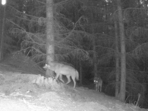 Pár vlků zachycený na fotopasti při mapování. Foto Jana Dvořáková / navratvlku.cz