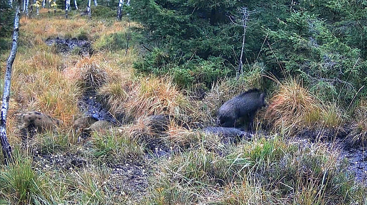 Fotopast – divočáci