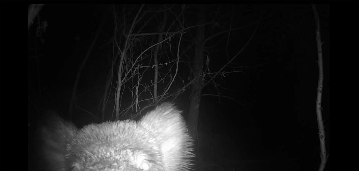 Fotopast – prase divoké