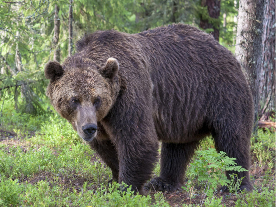 Rumunsko chce ztrojnásobit povolený odstřel medvědů