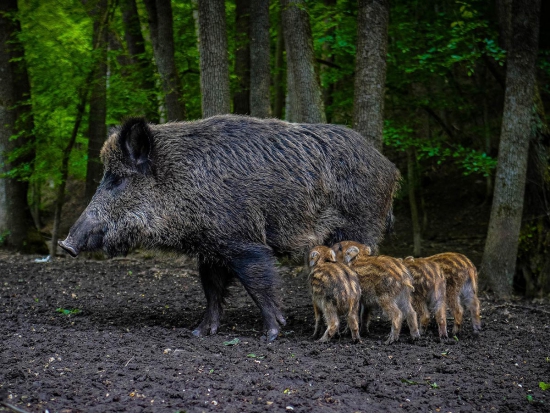 Hospodaření s černou zvěří v Burgenlandu: antikoncepce místo lovu?