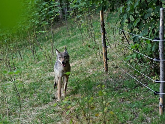 Chovatel v Krkonoších našel v ohradě živého vlka