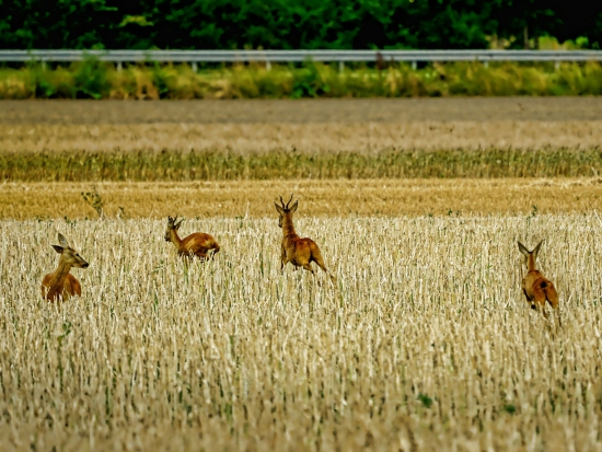 Ilustrační fotografie Pixabay