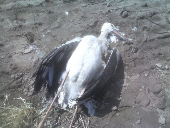 Zdroj fotografie BirdLife Europe