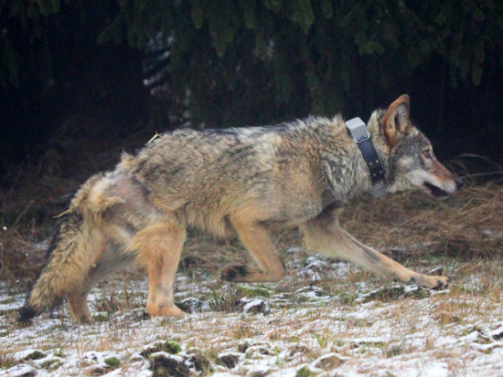 Vyléčený krušnohorský vlk se vrací do přírody