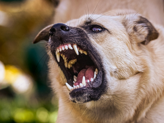 Případ vztekliny v Německu upozorňuje na rizika dovozu zvířat ze zahraničí