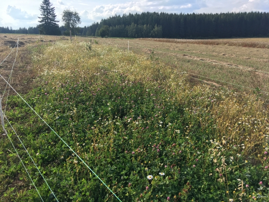 Remízek – střípek z praxe