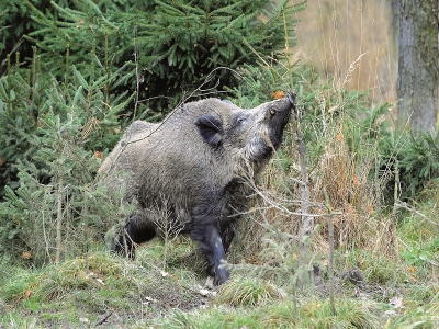 Za každý kus vyšetřený na Aujeszkyho chorobu dostanou lovci tisíc korun