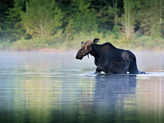 Ilustrační fotografie Pixabay