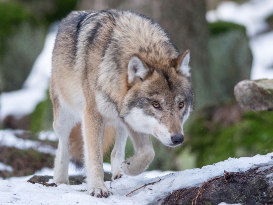 Ilustrační fotografie Jaroslav Vogeltanz