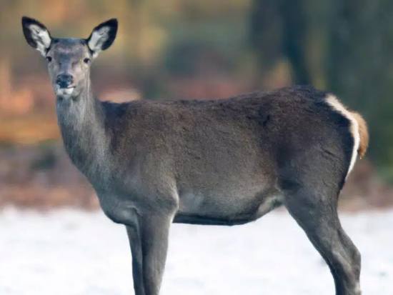 Ve Skotsku došlo k úpravě legislativy, která umožní intenzivnější lov spárkaté zvěře