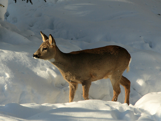 Podmínky pro léčení spárkaté zvěře v roce 2023