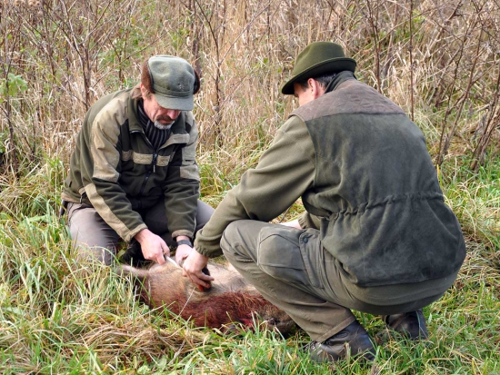 SVS nadále přijímá vzorky k vyšetření na svalovce