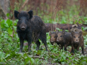 Prase divoké (Sus scrofa)