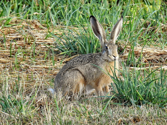 Špatné zprávy z polí – myxomatóza u zajíců