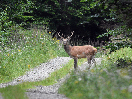 Výskyt motolice velké u jelení zvěře v NP Šumava