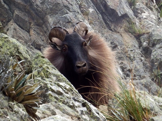 Na části Nového Zélandu byla povolena redukce tahrů odstřelem z vrtulníku
