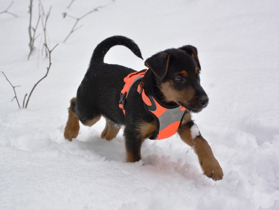 Fotografie Eric Felber, Pixabay