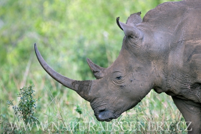 Nosorožec tuponosý (Ceratotherium simum)