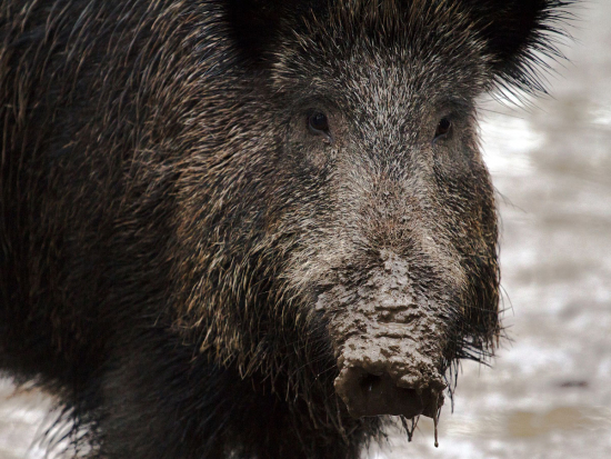 Repro www.pigprogress.net, foto www.pixabay.com