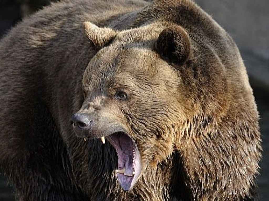 Medvěd v Polsku napadl aktivistu, který ho přišel chránit