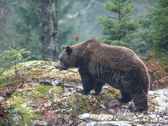 Dva případy napadení medvědy na Slovensku